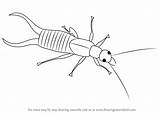 Earwig Insects Drawingtutorials101 Akame sketch template