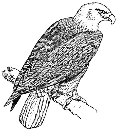 coloring page eagle  printable coloring pages img