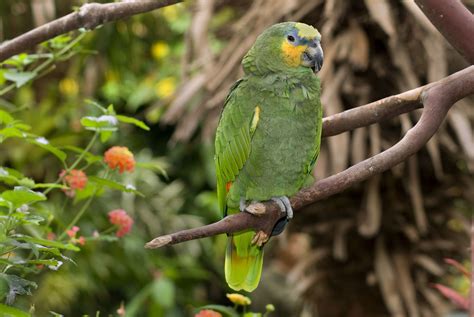 keeping amazon parrots  pets