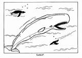 Whale Coloring Pages Printable Kids Beluga Whales Book Print Sperm Animal Bestcoloringpagesforkids Shark Choose Board sketch template