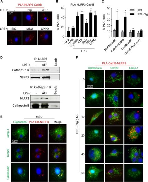 cathepsin   required  nlrp inflammasome activation  macrophages  nlrp
