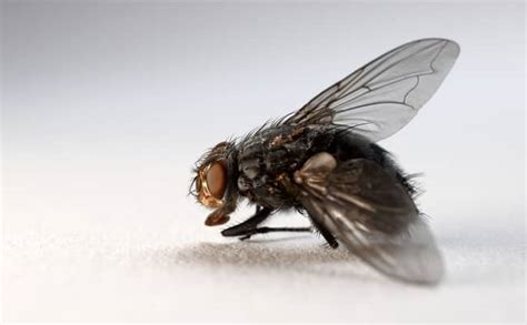 flies   bible   flies represent spiritually