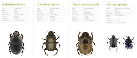 dung beetle types symbiosis agriculture