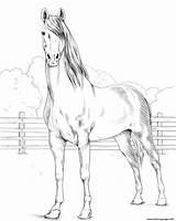 Coloring Pages Morgan Horse Printable Horses Supercoloring Paper Categories sketch template