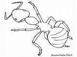 Ant Mewarnai Serangga Semut Insect Bestcoloringpagesforkids Diwarnai Ants Insects Titan Hewan Mewarna Sketsa Cetak Kertas Berukuran Diatas Selembar Situs Warnai sketch template