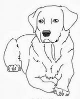 Labrador Coloring Lab Pages Puppy Retriever Yellow Dog Dogs Chocolate Drawing Line Printable Color Getdrawings Da Disegni Colorare Getcolorings Golden sketch template