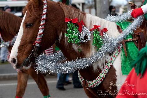 dont  bored christmas horses christmas parade horse costumes