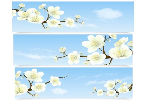 cherry blossom banner vector set   vector art stock graphics images