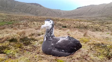 gough islands seabirds bounce   rodent eradication birdguides