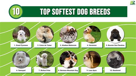 top  softest dog breeds az animals