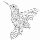 Coloring Hummingbird Pages Adults Simple Mandalas Line Adult Bird Humming Drawing Printable Mandala Book Print Sketch Colorear Drawings Malvorlagen Zum sketch template