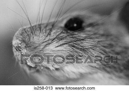 mouses face stock image   fotosearch