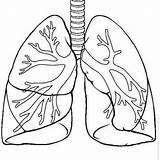 Humano Pulmones Science Corazon Lungs Organos Sistemas Colorir Coração Sistema Respiratorio Anatomia Actividades Corpo Fisiologia Lessons Respiratory Aparato Ciencias Imprimir sketch template