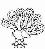 Pavo Pavos Reales Pavoreal Buscando Puedes También Peacock sketch template