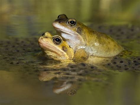 top  frog spawn questions answered sussex wildlife trust