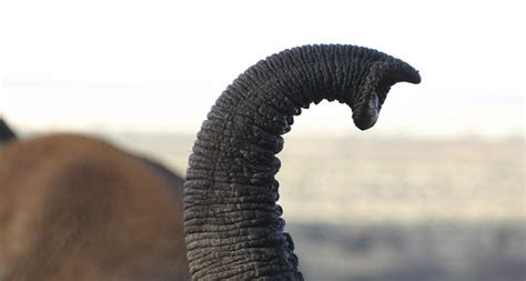 elephants big nose wins  sensitive sniffer