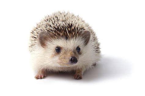 hedgehog animal karma cents