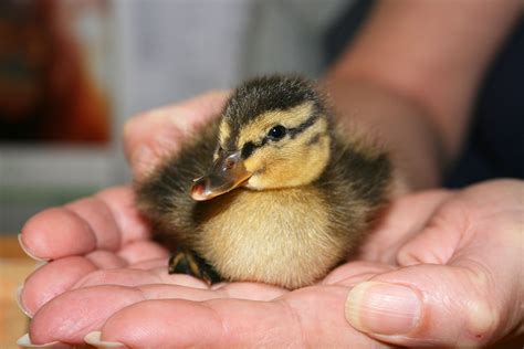 ducklings born early due  warmest december  decades metro news