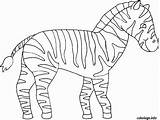 Zebre Zebra Bandes Blanches Rayure Desenat Zèbre Colorier Desene Printable Outra Colorat Planse Coloriages Imprimé Fois sketch template
