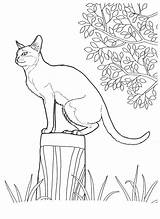 Koty Kolorowanki Kot Wydrukowania sketch template