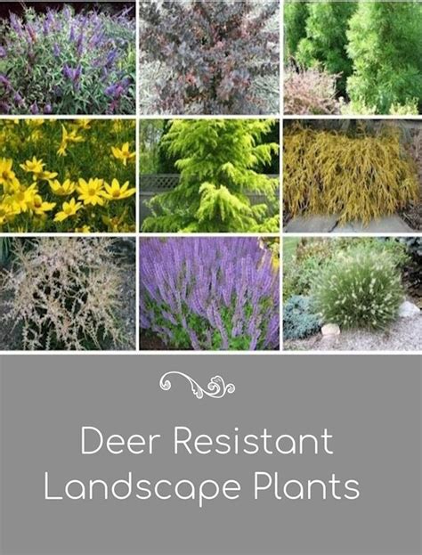 guide  northeastern gardening deer resistant plants   landscape