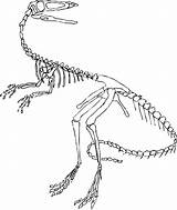 Skelett Dino Fossil Velociraptor Dinosaurs Dinosaurier Malvorlage Microraptor Fossils Spinosaurus sketch template