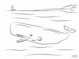 Sperm Capodoglio Cachalote Lusso Stampare Beaked Whales Mammals Designlooter Coloriamo Pesci sketch template
