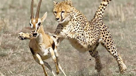 cheetah chasing  deer youtube