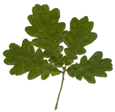 oak tree leaf biological science picture directory pulpbitsnet
