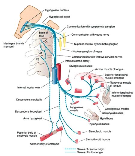 hypoglossal nerve rme