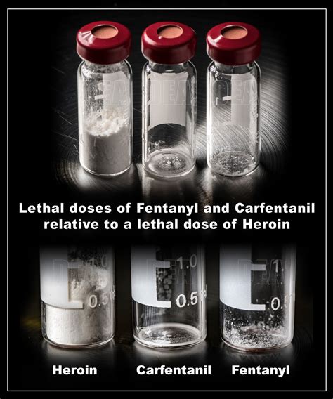 carfentanil vs fentanyl which is more dangerous