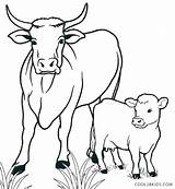Cow Coloring Pages Kids Highland Longhorn Adults Cows Drawing Animals Book Animal Color Printable Cute Cartoon Calf Sheets Getcolorings Sketch sketch template