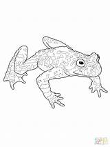 Tadpole Coloring Frog Pages Toad Getdrawings Drawing Cycle Life Getcolorings sketch template