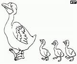 Duck Eend Ducklings Patitos Printable Pato Kuikens sketch template
