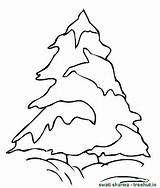 Coloring Snow Trees Tree Pages Pine Clipart Getcolorings Template sketch template