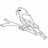 Parrot Coloring Pages Cute Color Toddler Iago Billed Thick Will sketch template