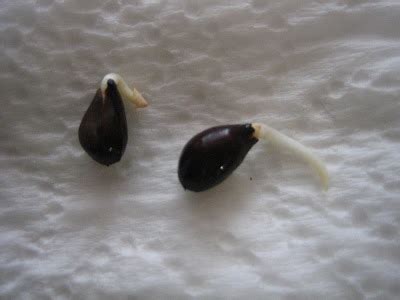 cotton seed germination