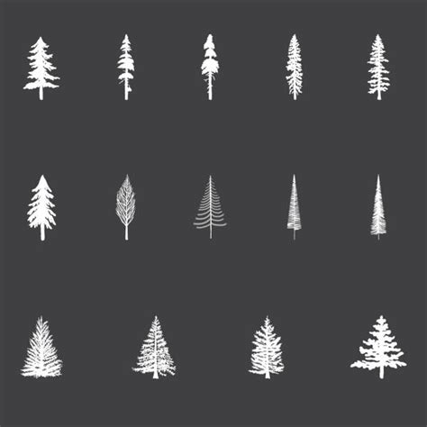 douglas fir tree clip art   cliparts  images