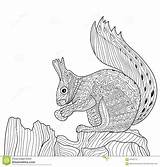 Squirrel Zentangle Eekhoorn Zenart Volwassenen Coloring4free Kleurend Mycoloring Dxf sketch template