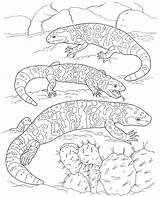 Gila Monster Coloring Pages Designlooter Habitat Adaptations Pet Facts Care Template sketch template