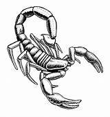 Scorpion Drawing Draw Clipart Pencil Easy Tribal Outline Sketch Scorpian Realistic Drawings Drawn Cliparts Animals Scorpions Coloring Clip Pages Getdrawings sketch template