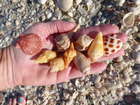 shells arrive   incoming tide  love shelling