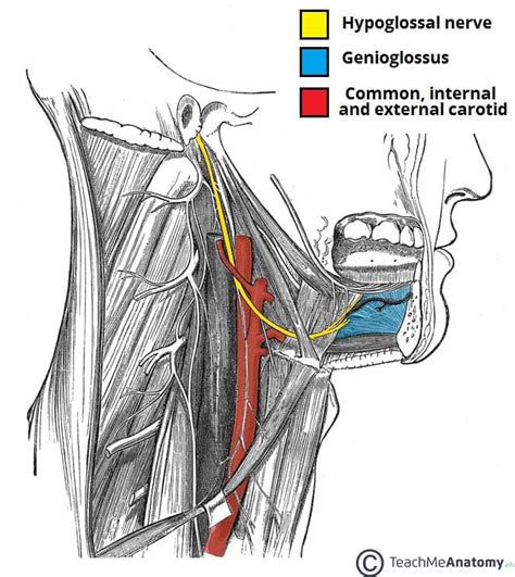 hypoglossal nerve cn xii  motor teachmeanatomy