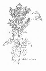 Sage Botanical Plant Drawing Clary Illustration Drawings Choose Board Coloring sketch template