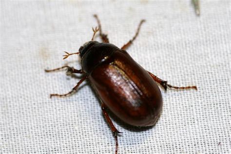 brown beetle bugs biological science picture directory pulpbitsnet
