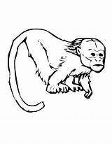 Coloring Pages Tamarin Colouring Monkey Tamarind Printable Primate Emperor Primates Papan Pilih Kids sketch template
