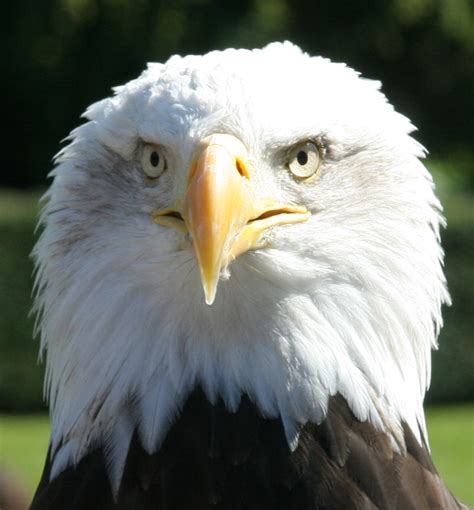 file bald eagle head 2 1225541248 wikimedia commons