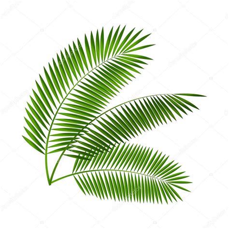 palm leaf vector illustration stock vector image  coleggankod