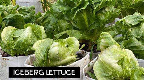 grow iceberg lettuce  seeds  harvest  full updated
