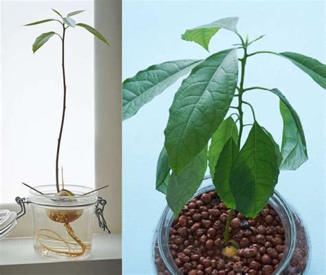 How To Grow An Avocado Plant From The Seed — The Houseplant And Urban